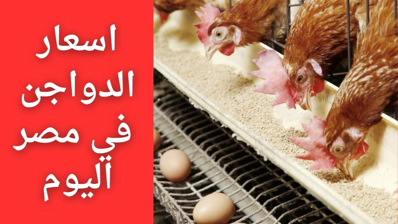 الحقي اشتري الفراخ رخصت.. أسعار الدواجن البيضاء والبيض بورصة الدواجن اليوم