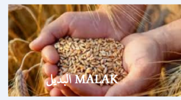 سعر الأرز الشعير اليوم الخميس 8 أغسطس 2024