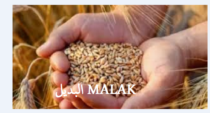 سعر الأرز الشعير اليوم الخميس 8 أغسطس 2024