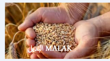 سعر الأرز الشعير اليوم الخميس 29 أغسطس 2024