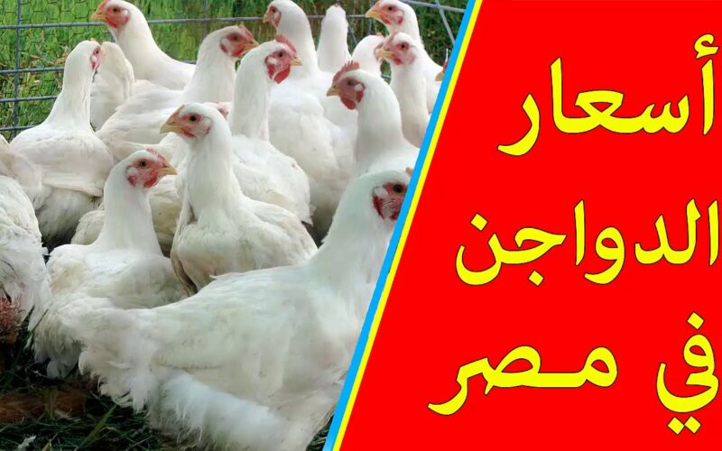 بورصة الدواجن الان.. انخفاض سعر الفراخ البيضاء في الأسواق