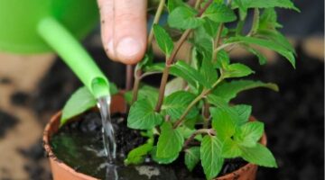 طريقة زراعة النعناع الأخضر في المنزل