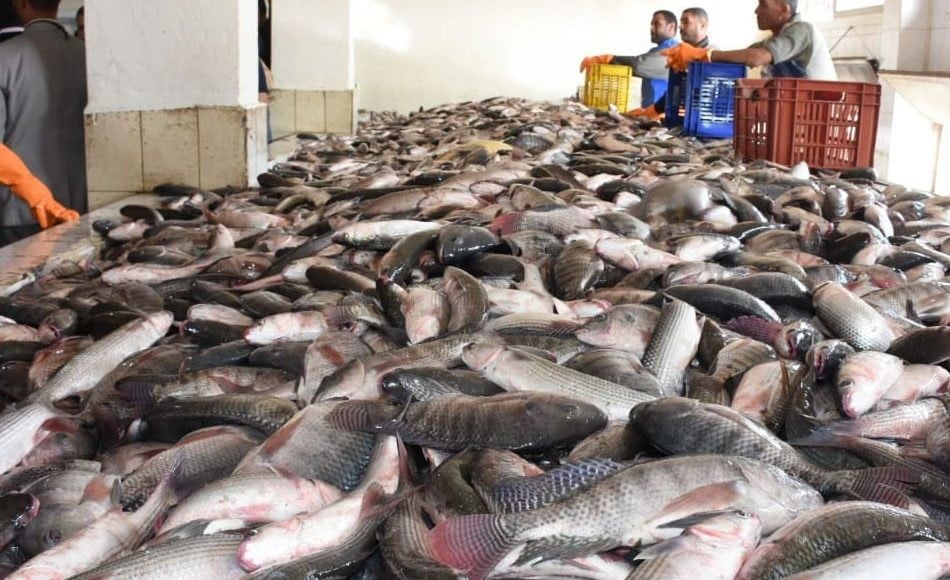 سعر السمك اليوم الخميس الموافق 27-3-2025