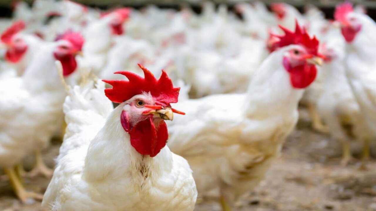 أسعار الفراخ والكتاكيت نهاية تعاملات اليوم السبت