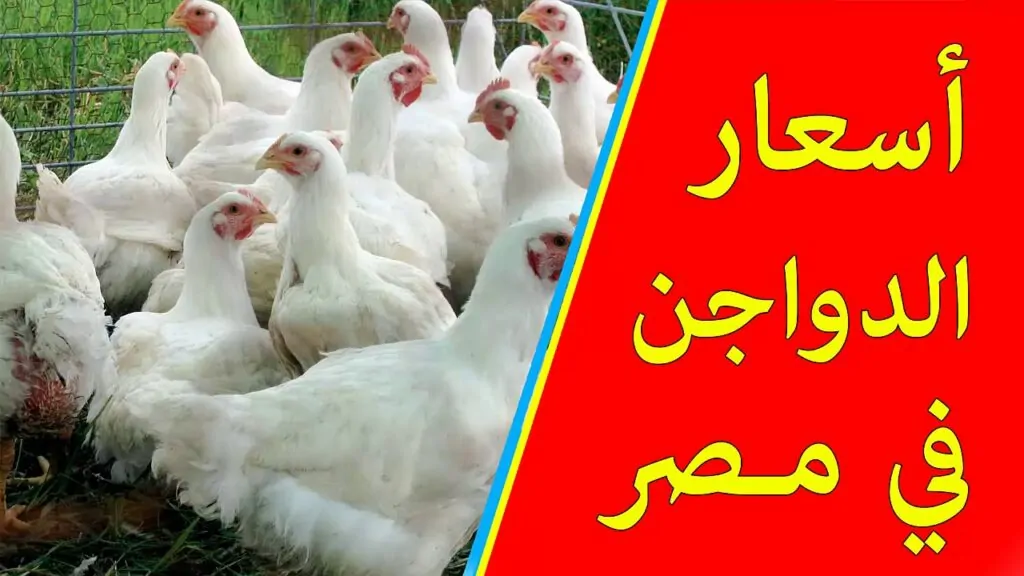 بورصة الدواجن اسعار الفراخ البيضاء اليوم في الاسواق تُفاجئ الجميع