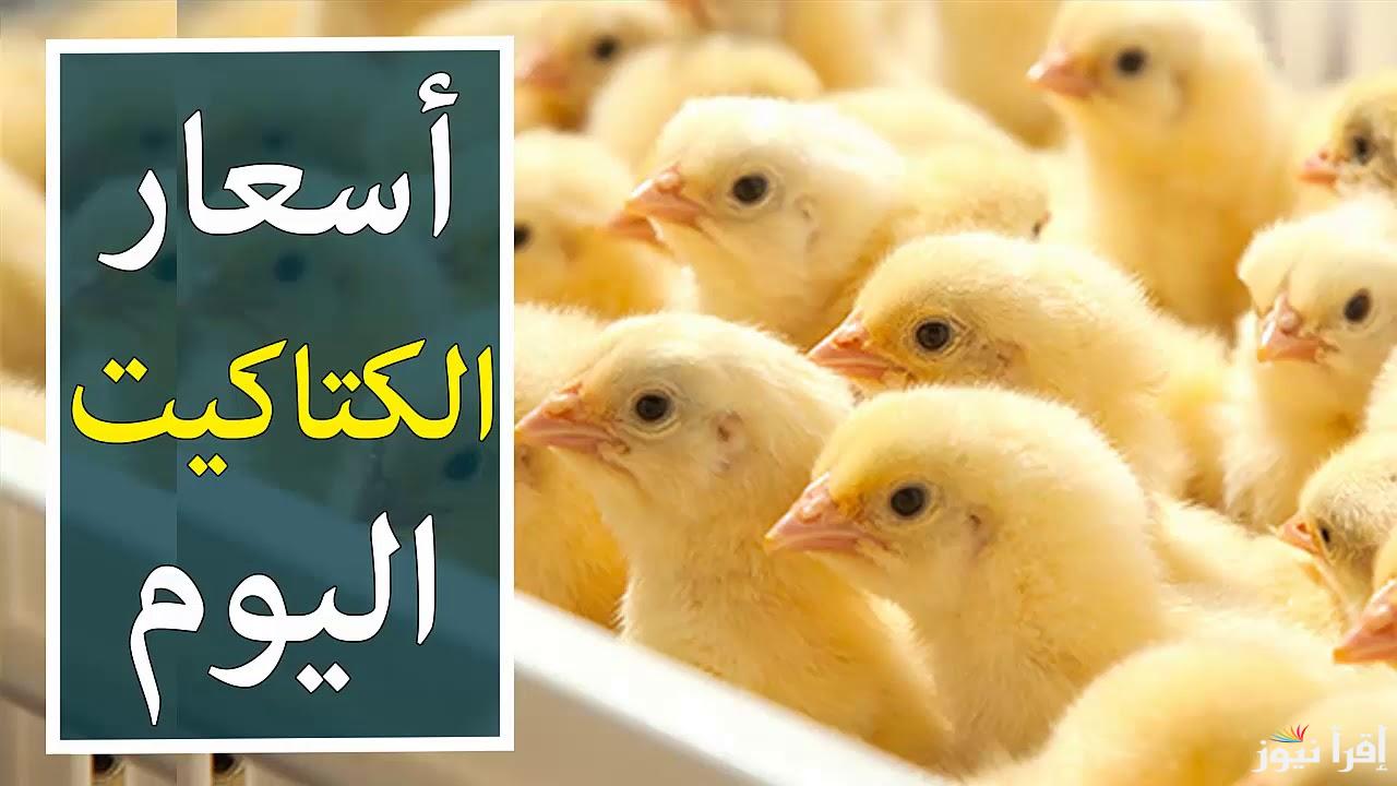 ”بكام ياعم الحج” سعر الكتكوت الابيض اليوم الثلاثاء 10 ديسمبر 2024 في الأسواق