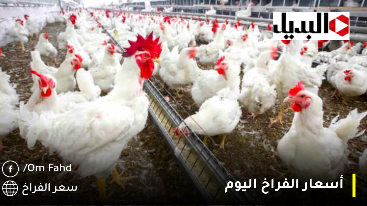 سعر كيلو الفراخ اليوم السبت 28 ديسمبر 2024.. شوف أسعار الفراخ والكتاكيت والبط ببورصة الدواجن عشان محدش يضحك عليك