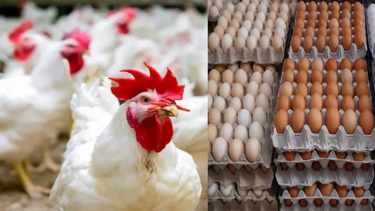 بورصة الدواجن اسعار الفراخ البيضاء اليوم الاثنين 30-12-2024