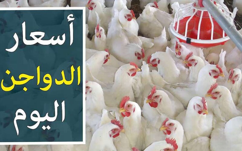 بورصة الدواجن.. أسعار الفراخ والبيض البيضاء في الاسواق