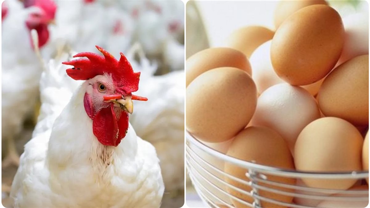 سعر كرتونة البيض اليوم الثلاثاء 17-12-2024 بورصة الفراخ النهاردة