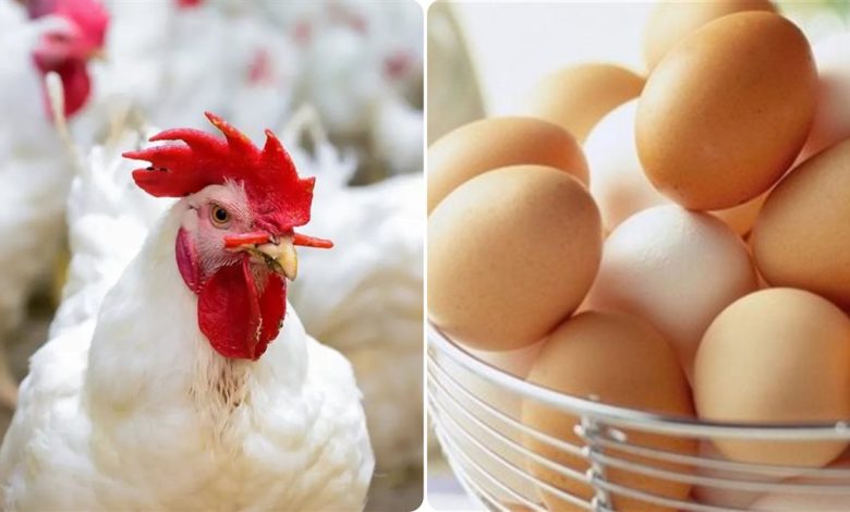 بورصة الدواجن الآن..أسعار الفراخ اليوم الخميس 15 مايو 2025 وسعر كرتونه البيض