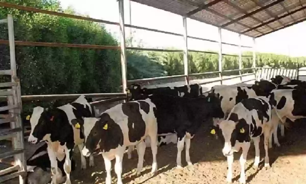 موعد-صرف-دعم-المواشي-شهر-ديسمبر-2024