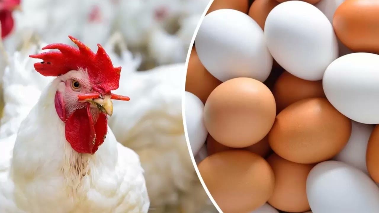 سعر كرتونة البيض اليوم للمستهلك.. أسعار الفراخ البيضاء في المحلات الان