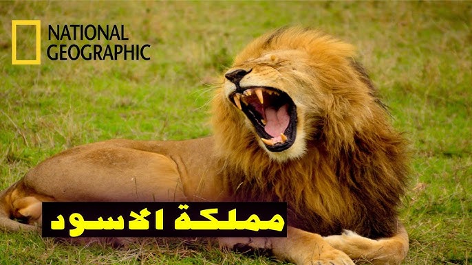 National Geographic.. تردد قناة ناشيونال جيوغرافيك الجديد بجــودة عــالية HD علي نايل وعربسات