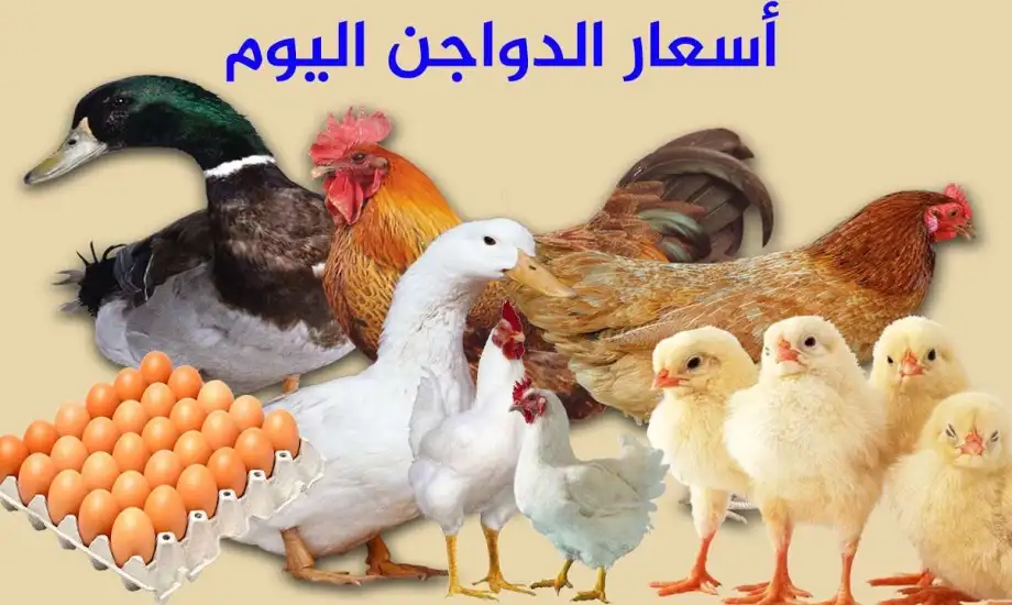 أسعار الفراخ البيضاء والحمراء والأمهات والبلدي الان في الأسواق