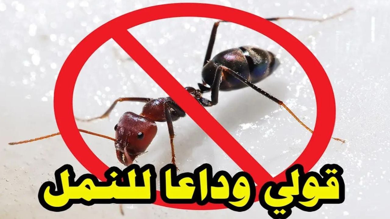 طرق التخلص من النمل نهائيا بدون استخدام أي مواد كيميائية ضارة
