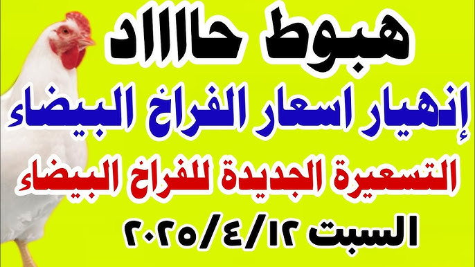 أسعار الفراخ في النازل.. سعر الفراخ البيضاء اليوم السبت 12 أبريل 2025.. شوف الكيلو وصل كام؟