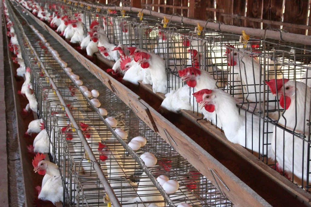 انخفاض مفاجئ في أسعار الدواجن اليوم في الاسواق