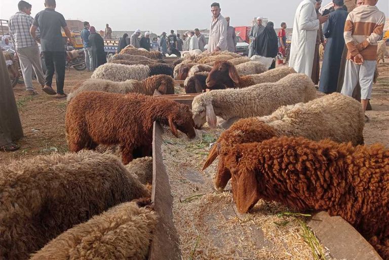 147-151842-sacrificial-animal-prices-egypt-2025-2