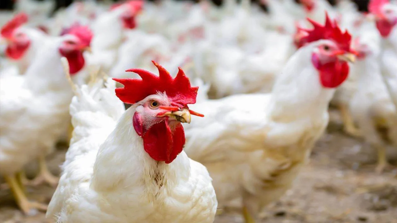 ما هي أسعار الفراخ اليوم الثلاثاء 10 يونيو 2025 في الأسواق المصرية وسعر كرتونة البيض