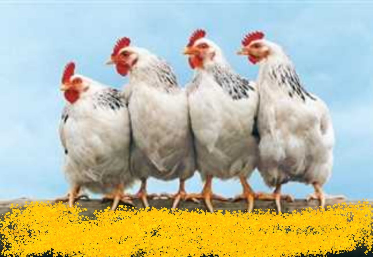 بورصة الدواجن اليوم أسعار الفراخ البيضاء السبت 21 يونيو 2025