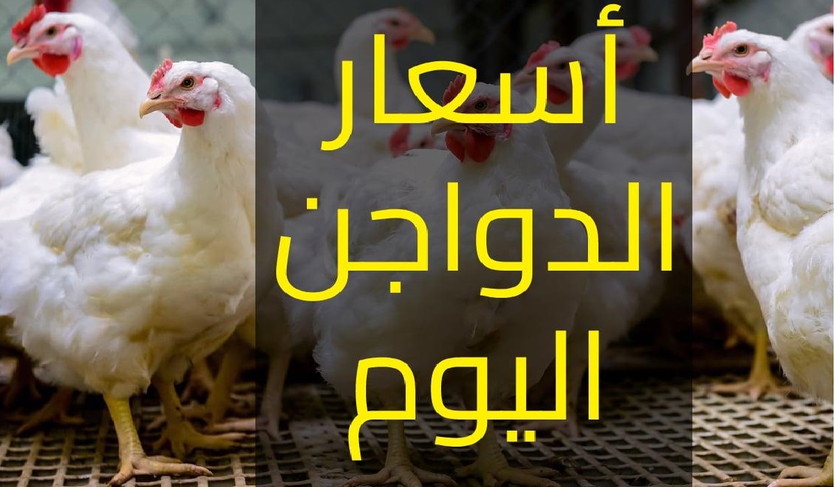 “بكام سعر كرتونة البيض الأحمر” أسعار الفراخ اليوم الأحد 1 مايو 2025 في بورصة الدواجن والمحلات التجارية