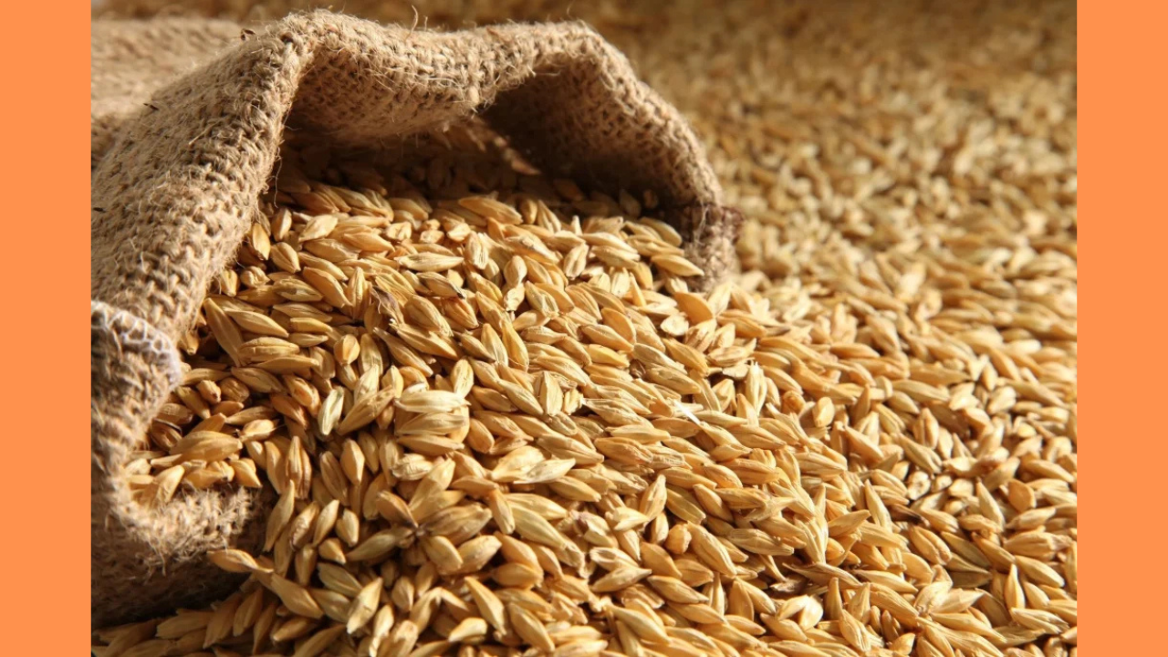 الطن بكام النهارده؟.. سعر الأرز الشعير الآن 2025  في مصر