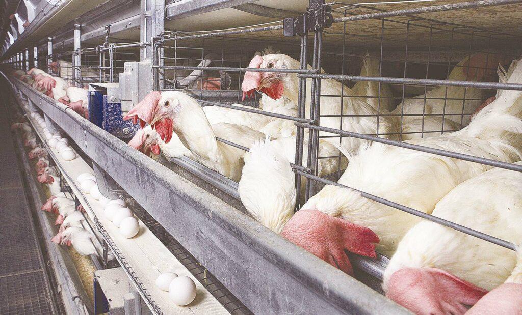 أخر تحديث أسعار بورصة الدواجن اليوم 11 من نوفمبر 2025 “أشتري دلوقتي وخزني”