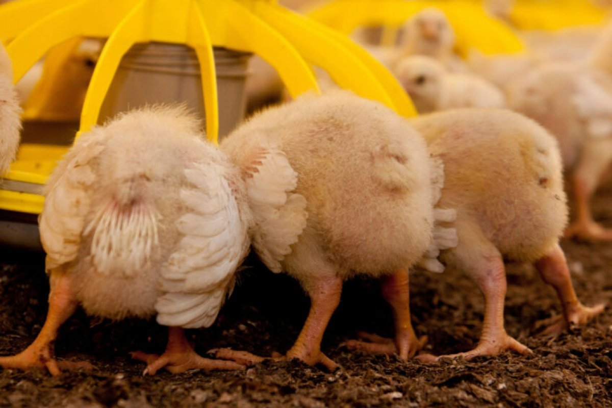 صدمة في سوق الدواجن اليوم 21 يناير 2026: أسعار الفراخ والبيض تقفز إلى مستويات قياسية – تقرير شامل وتحليلات الخبراء