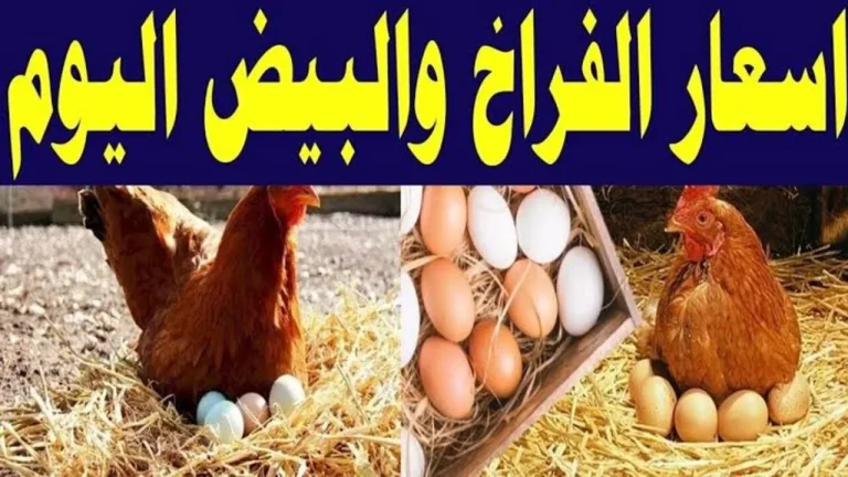 بورصة الدواجن اليوم في مصر.. تحديث أسعار الفراخ البيضاء والبلدي والبيض بجميع الأسواق