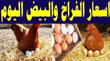 بورصة الدواجن اليوم في مصر.. تحديث أسعار الفراخ البيضاء والبلدي والبيض بجميع الأسواق